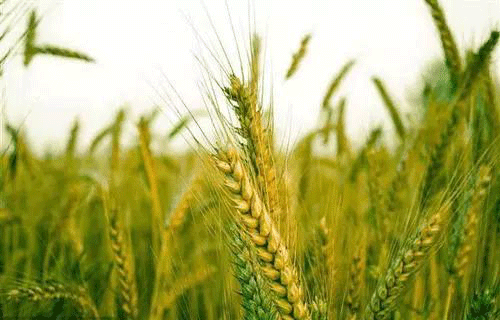 土壤檢測(cè)需要哪些設(shè)備？常用儀器介紹