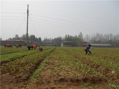 土壤養(yǎng)分速測儀的速測方法是什么？