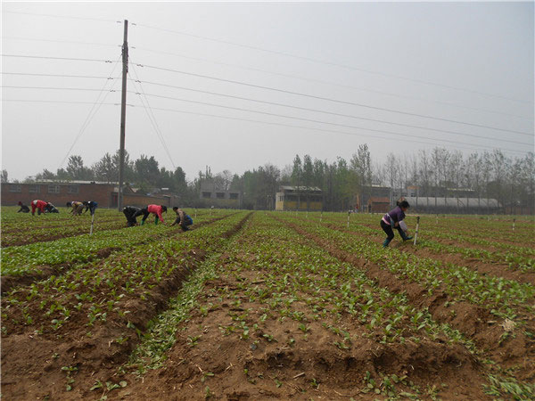 土壤養(yǎng)分速測儀的速測方法是什么？