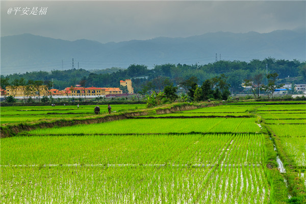 土壤水分速測(cè)儀調(diào)節(jié)土壤水分的方法？