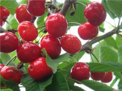 土壤養(yǎng)分速測(cè)儀是怎么測(cè)定土壤養(yǎng)分的？