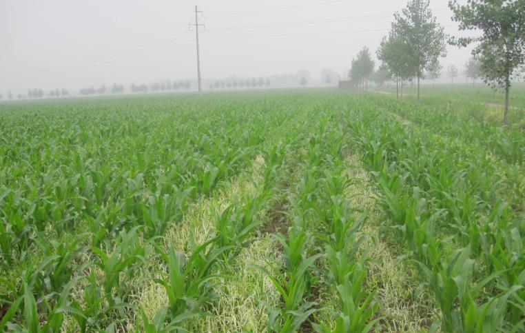 基于物聯(lián)網(wǎng)的農業(yè)墑情監(jiān)測系統(tǒng)