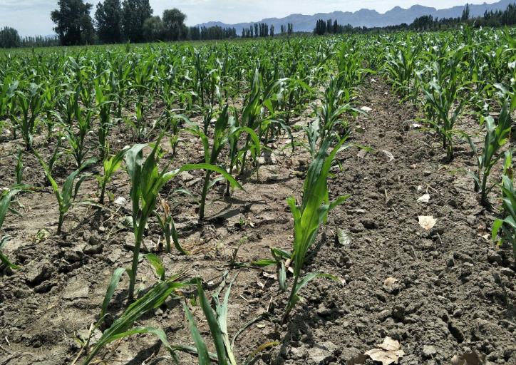 土壤墑情監(jiān)測系統(tǒng)以及常用的墑情等級(jí)判斷方法