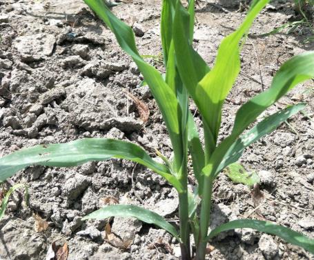 土壤墑情如何實現(xiàn)自動監(jiān)測？