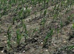 土壤墑情監(jiān)測(cè)站是怎樣的系統(tǒng)？