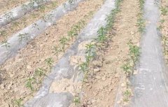 基于無線網(wǎng)絡(luò)的遠(yuǎn)程墑情監(jiān)測系統(tǒng)介紹