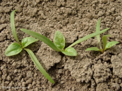 土壤墑情監(jiān)測(cè)系統(tǒng)為種植提供參考數(shù)據(jù)