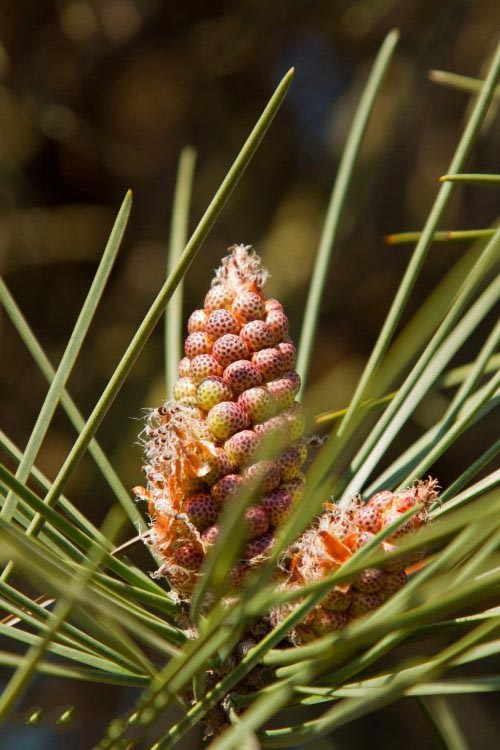 土壤水分實時監(jiān)測設(shè)備是如何在菠蘿園發(fā)揮作用的？