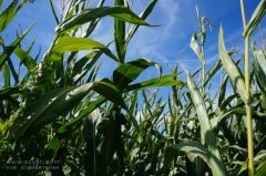 農(nóng)業(yè)節(jié)水，如何用科技支撐？